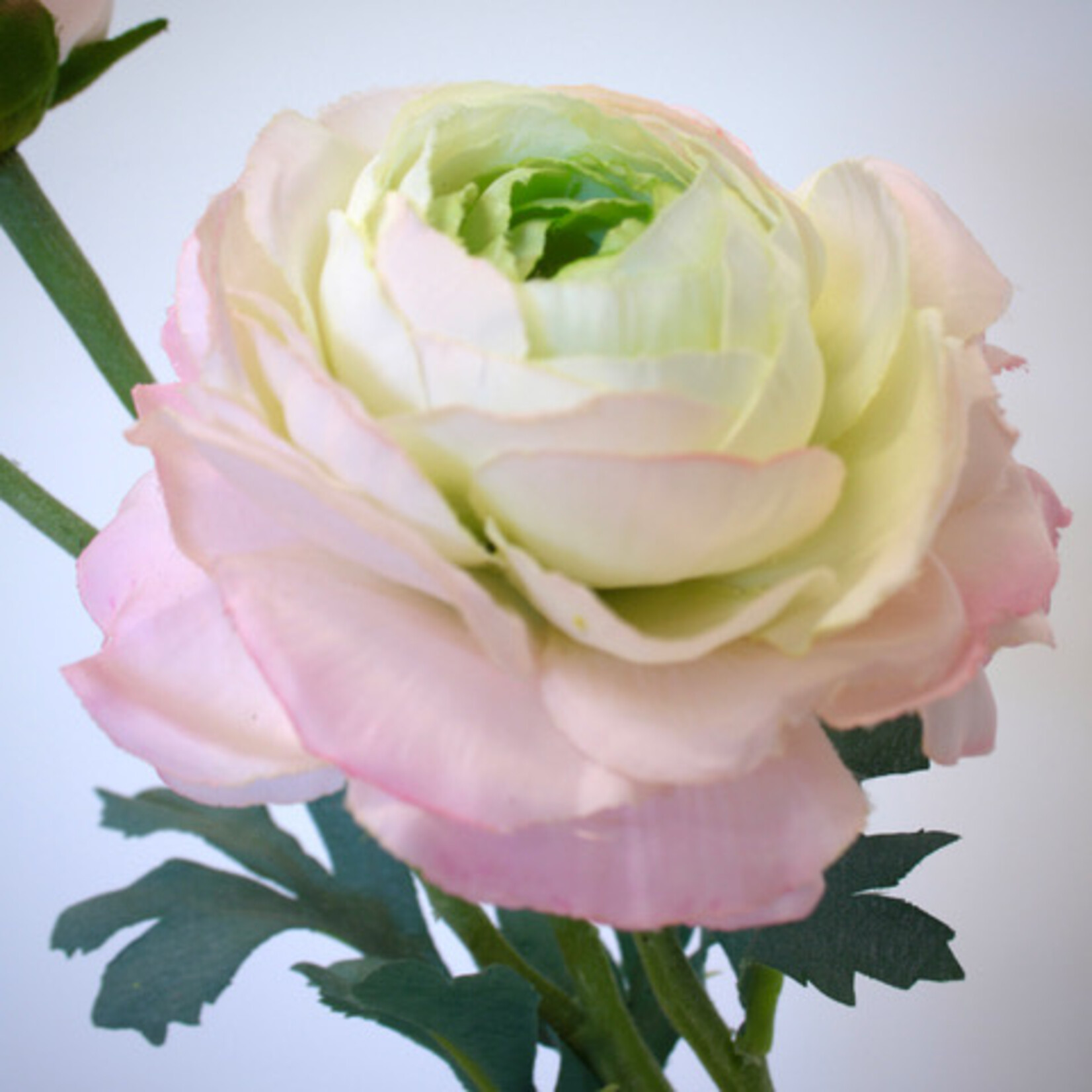 RANUNCULUS DOUBLE | LIGHT PINK | 40 CM