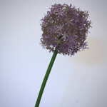 ALLIUM | LILA | 76 CM