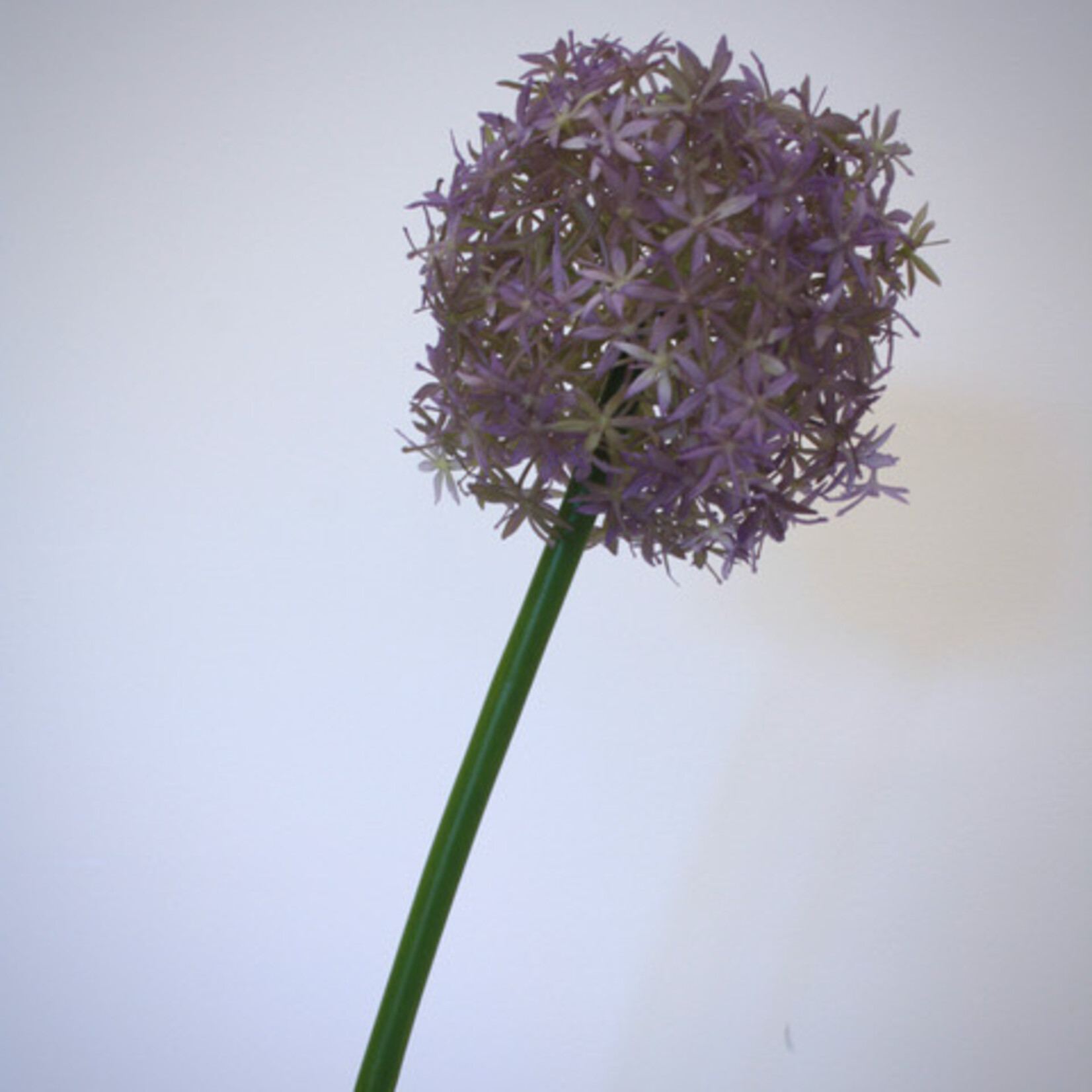ALLIUM ROUND 'N' PURPLE | LILAC | 76 CM