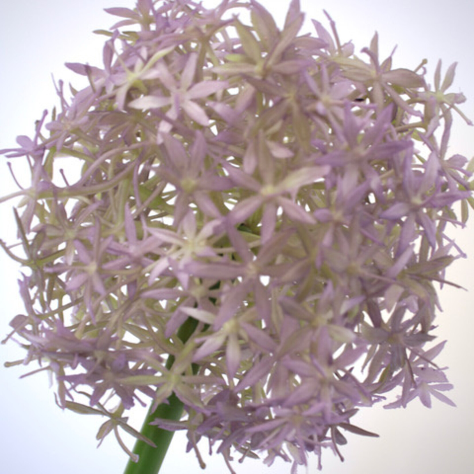 ALLIUM ROUND 'N' PURPLE | LILA | 76 CM