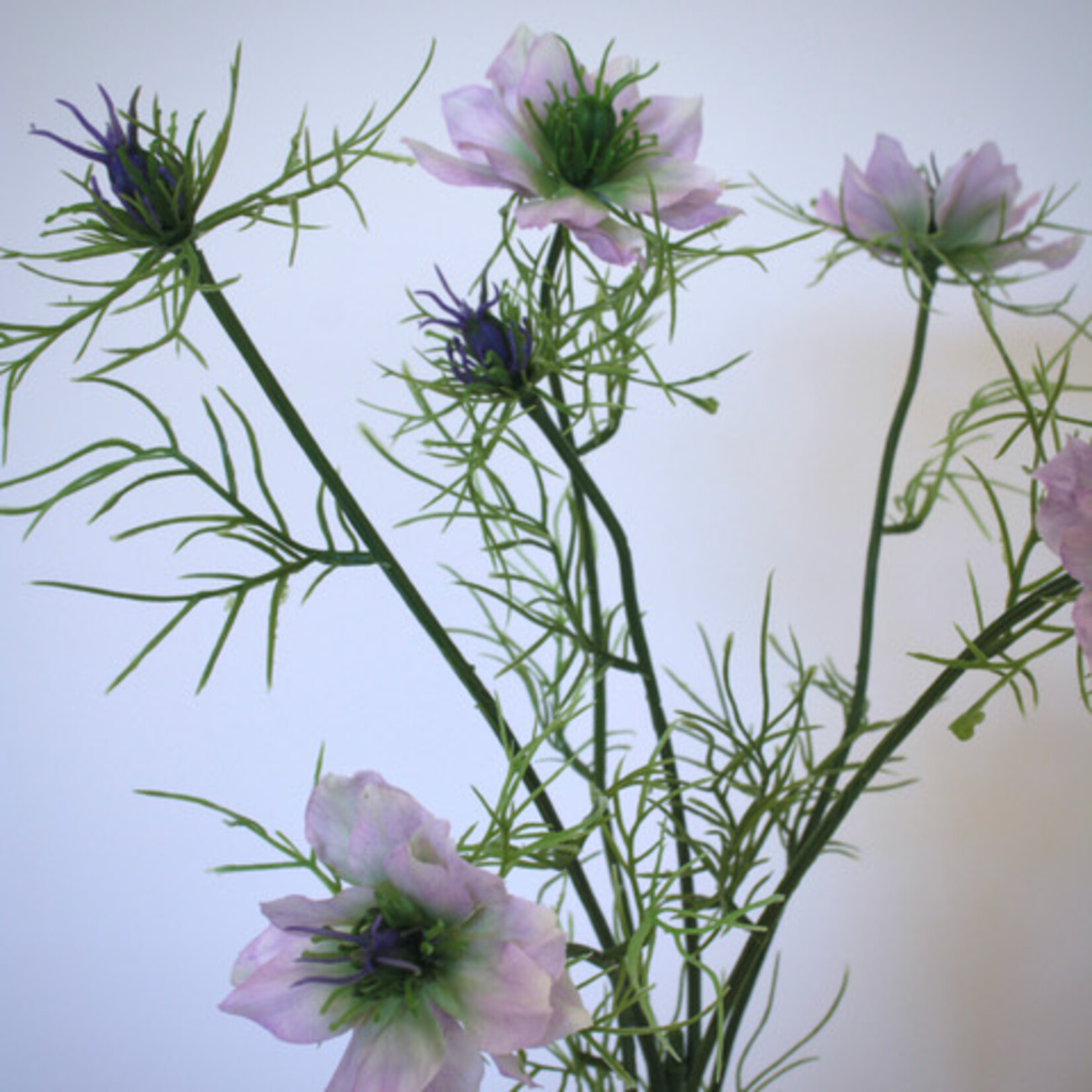 NIGELLA | PINK | 66 CM