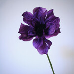 ANEMONE | PURPLE | 56 CM