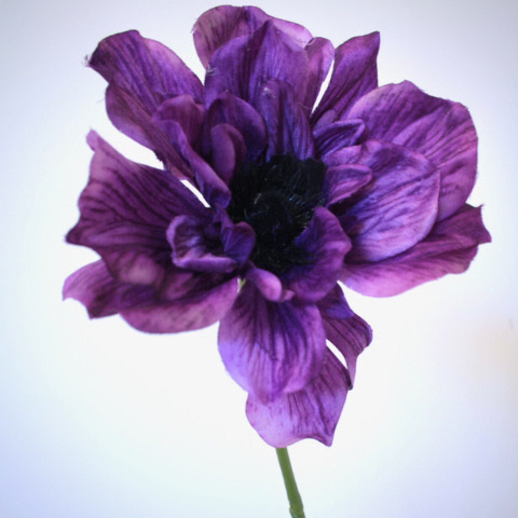 ANEMONE MISTRAL BLU | PURPLE | 56 CM