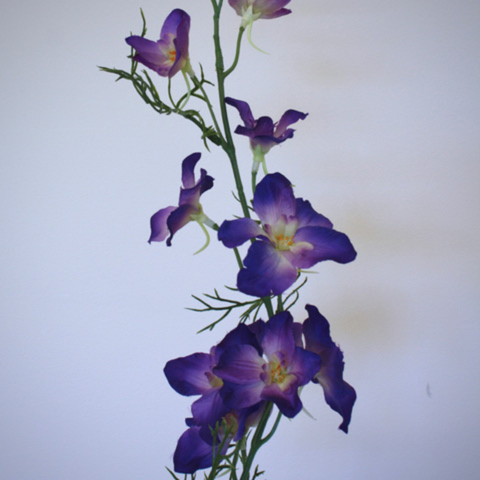 DELPHINIUM BLACK KNIGHT | PURPLE | 88 CM