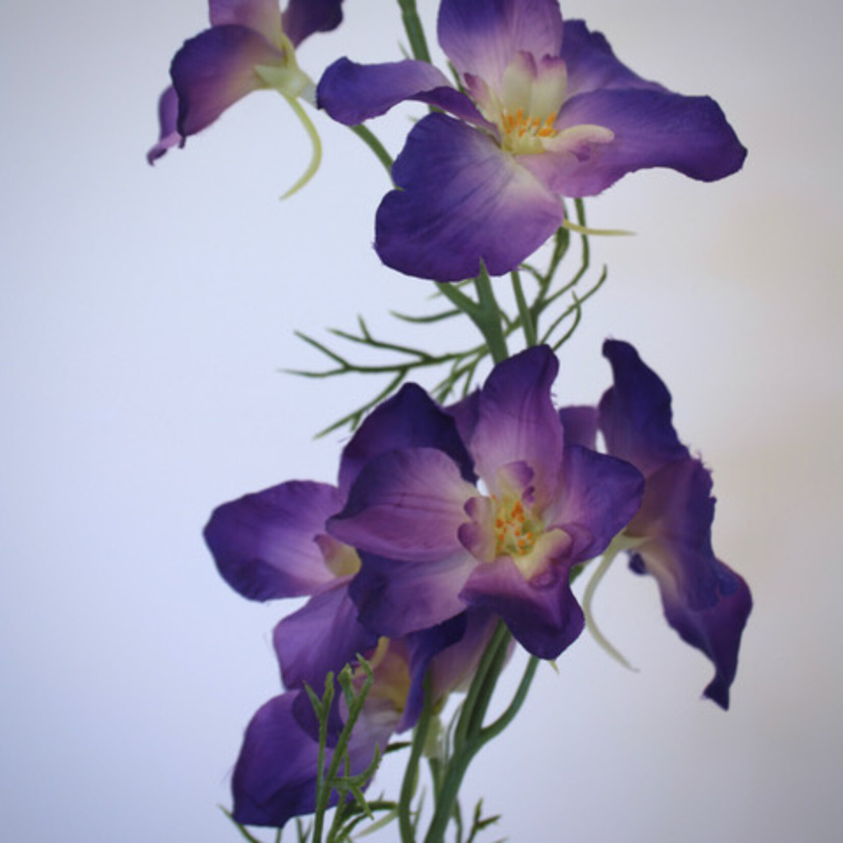 DELPHINIUM BLACK KNIGHT | PURPLE | 88 CM
