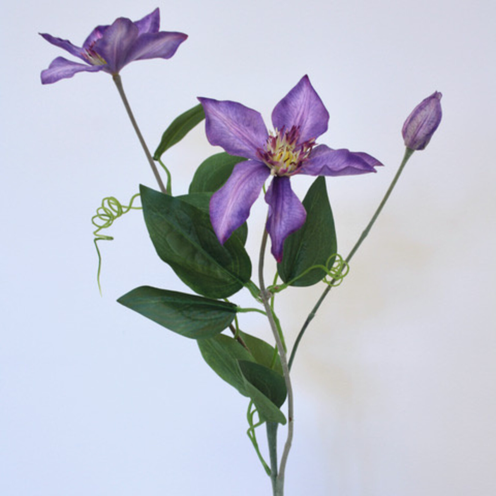 CLEMATIS | PAARS | 76 CM