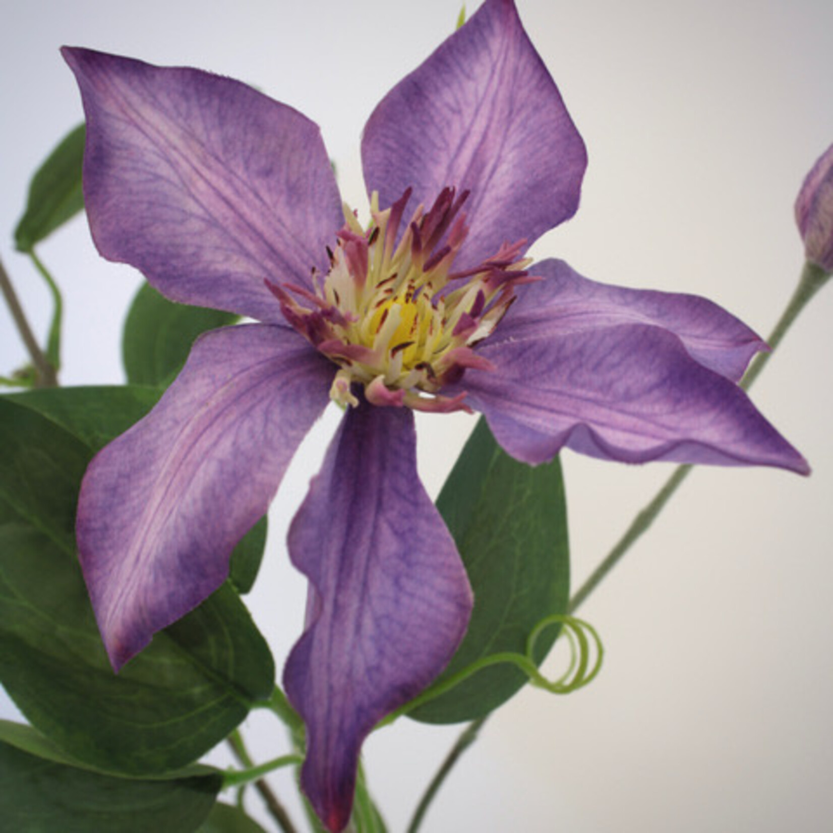 CLEMATIS JUSTA | PURPLE | 76 CM