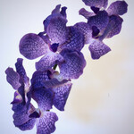ORCHIDEE | PAARS| 78 CM