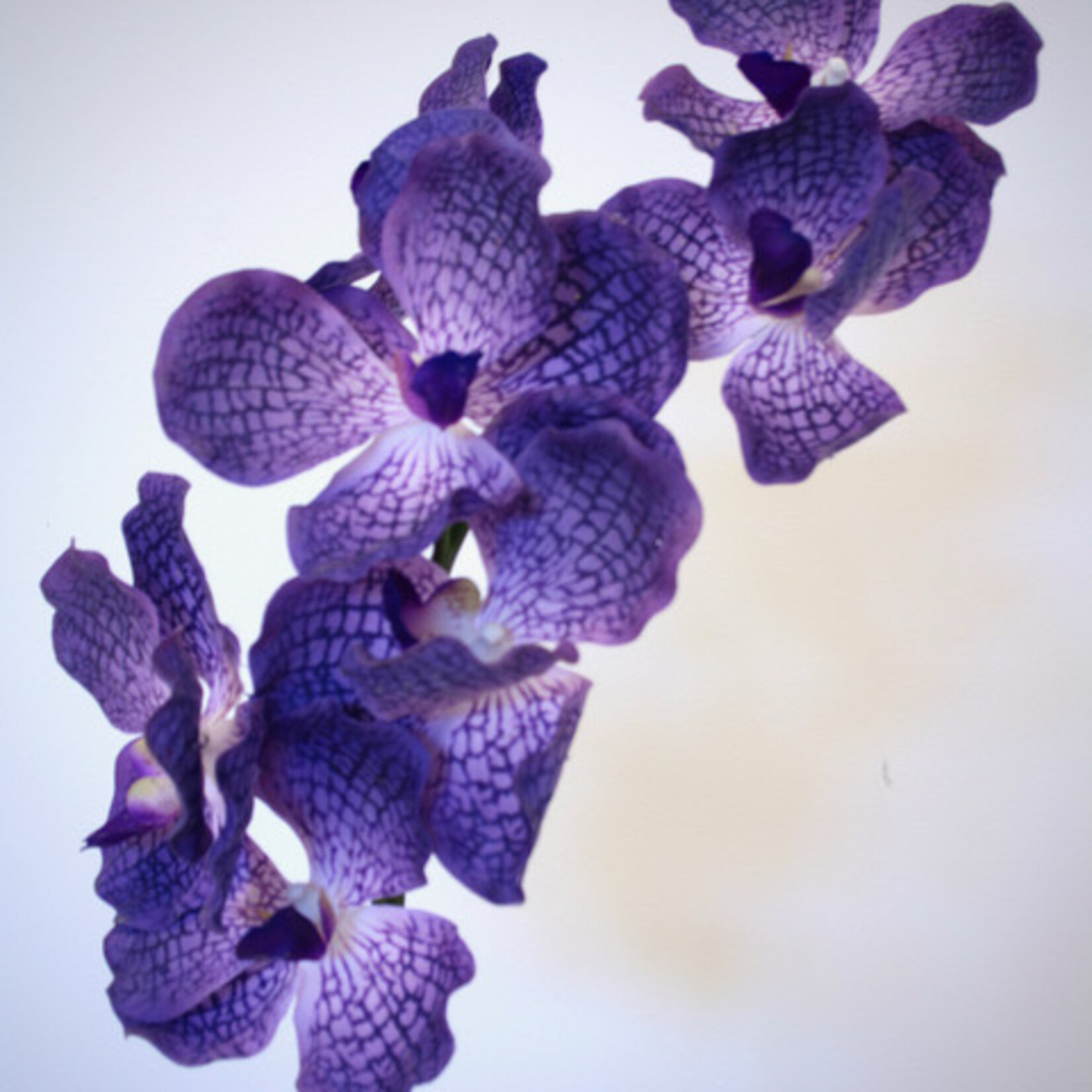 ORCHID MAGIC BLUE| PURPLE | 78 CM