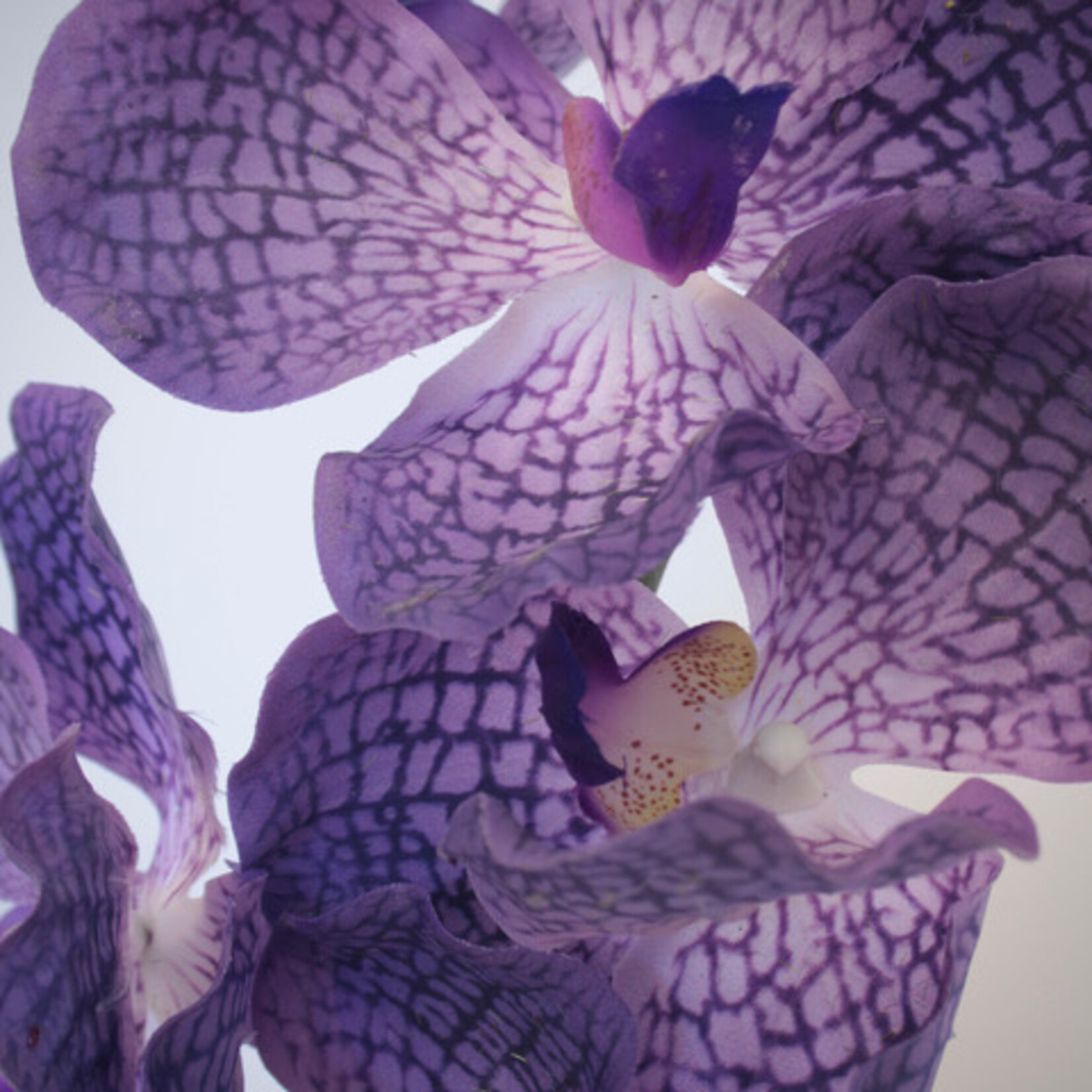 ORCHIDEE MAGIC BLUE | PAARS | 78 CM