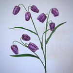 FRITILLARIA | PURPLE | 70 CM