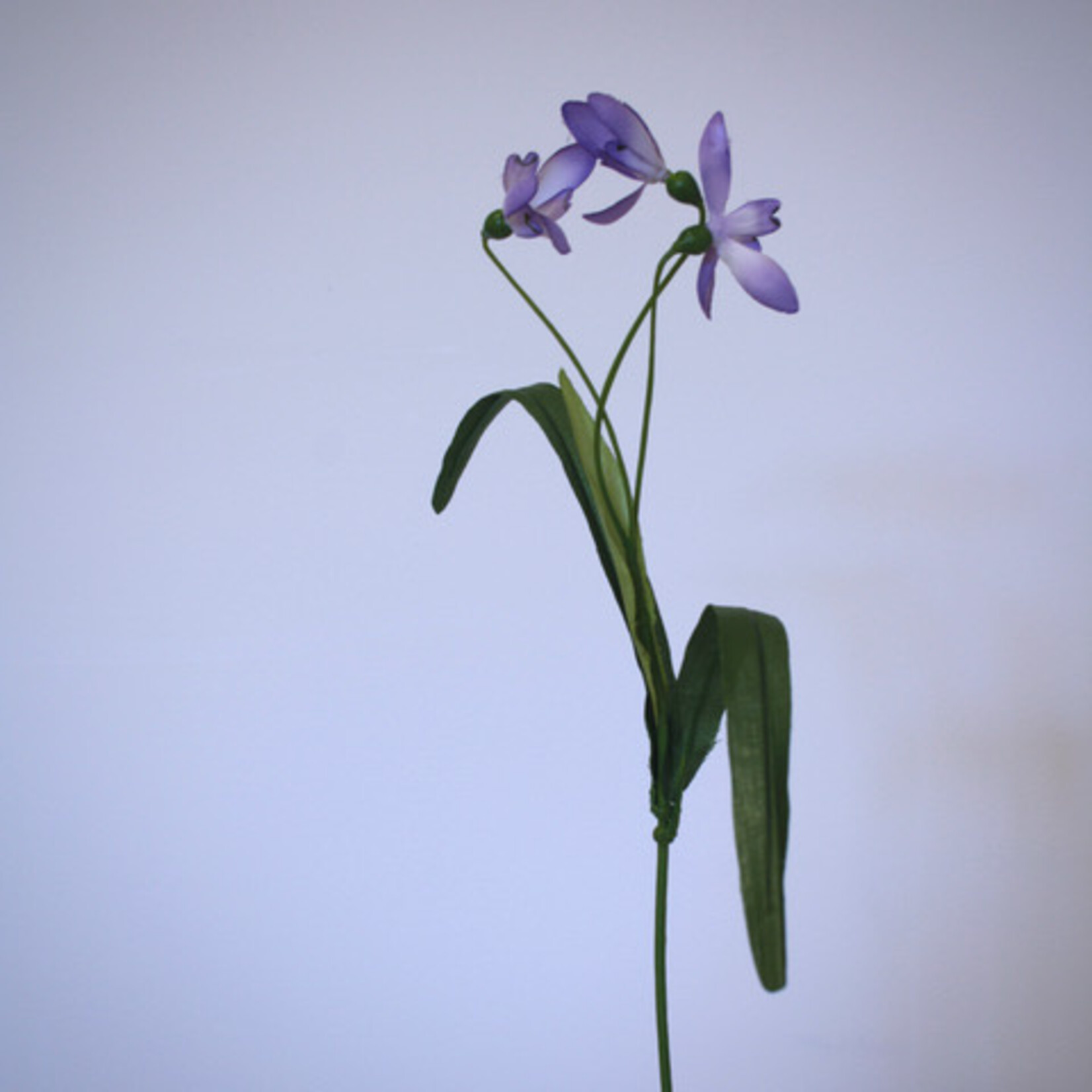 SNOWDROP FLORE PLENO | PURPLE | 45 CM