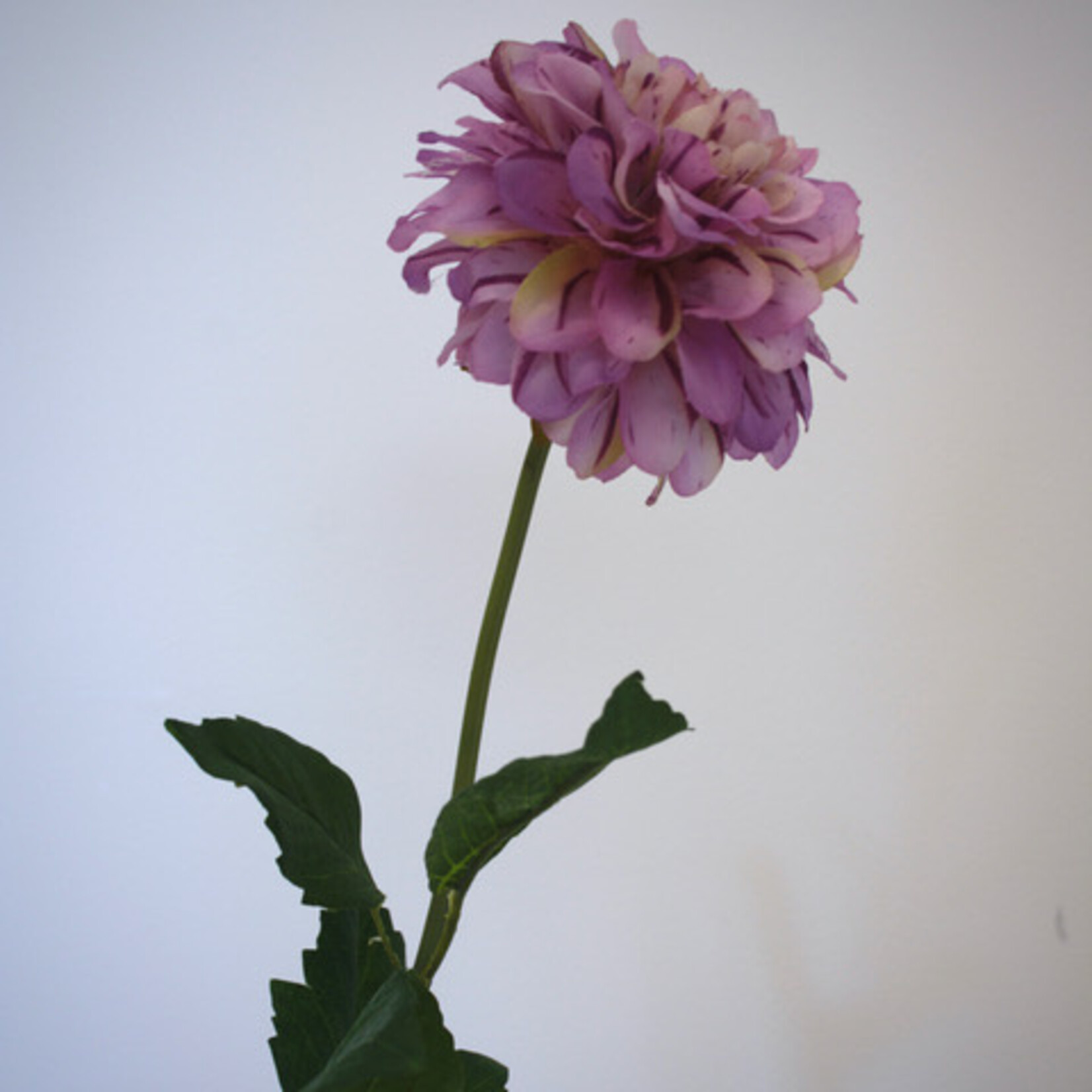 DAHLIA BLUE WISH| LILAC |  60 CM