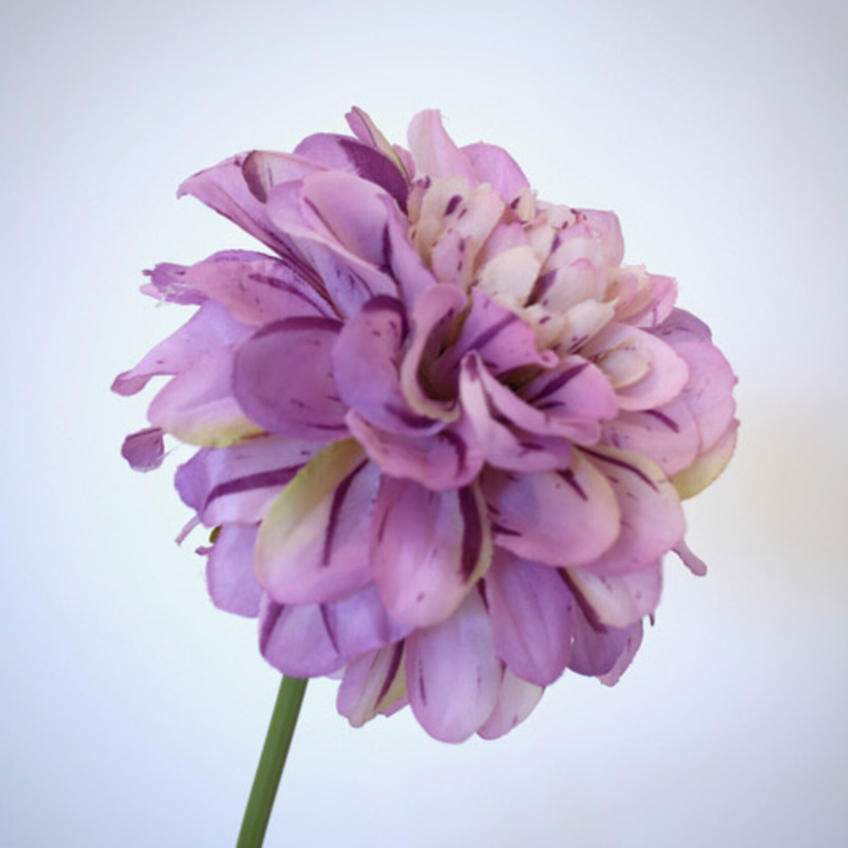 DAHLIA BLUE WISH| LILAC |  60 CM