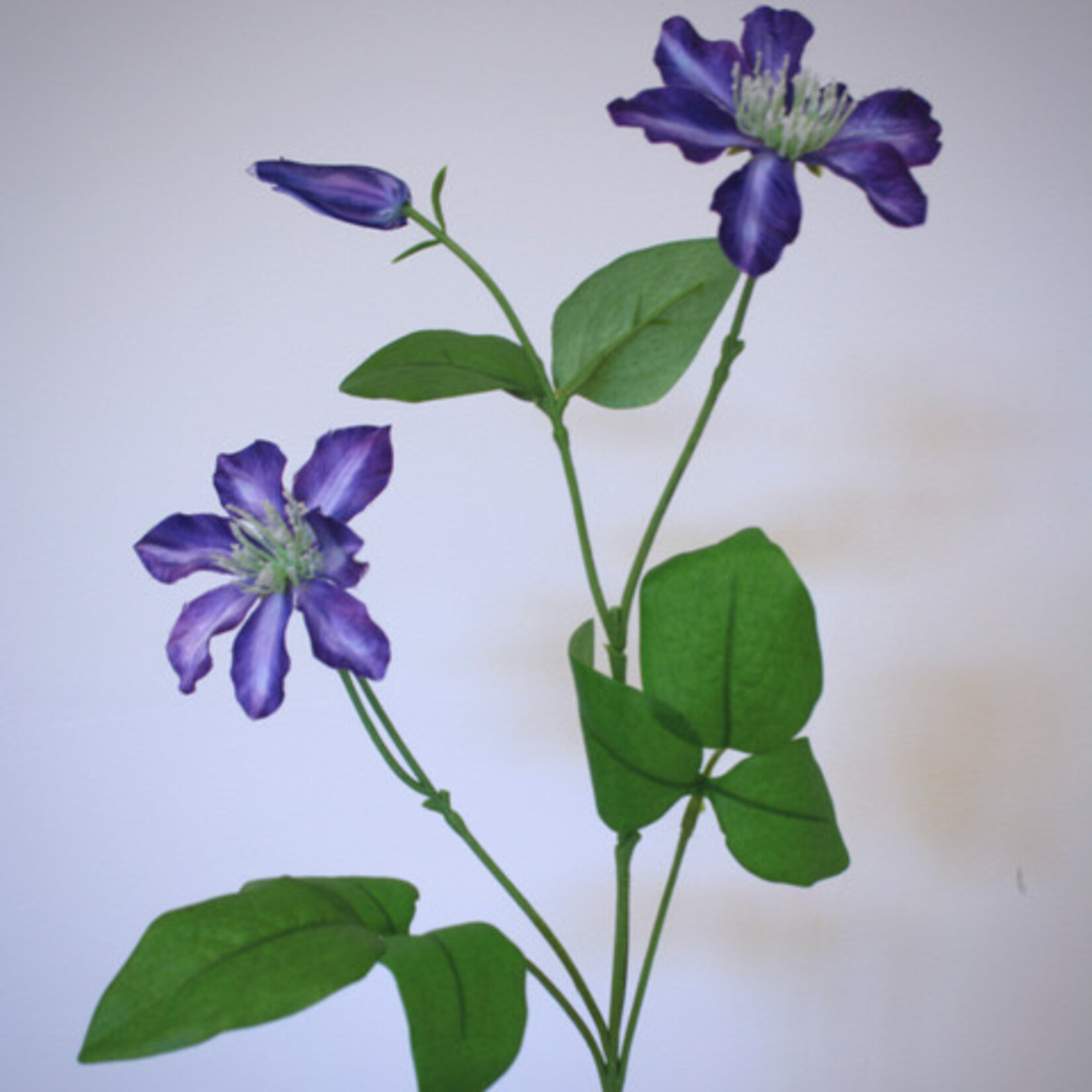 CLEMATIS VITICELLA | PAARS | 73 CM