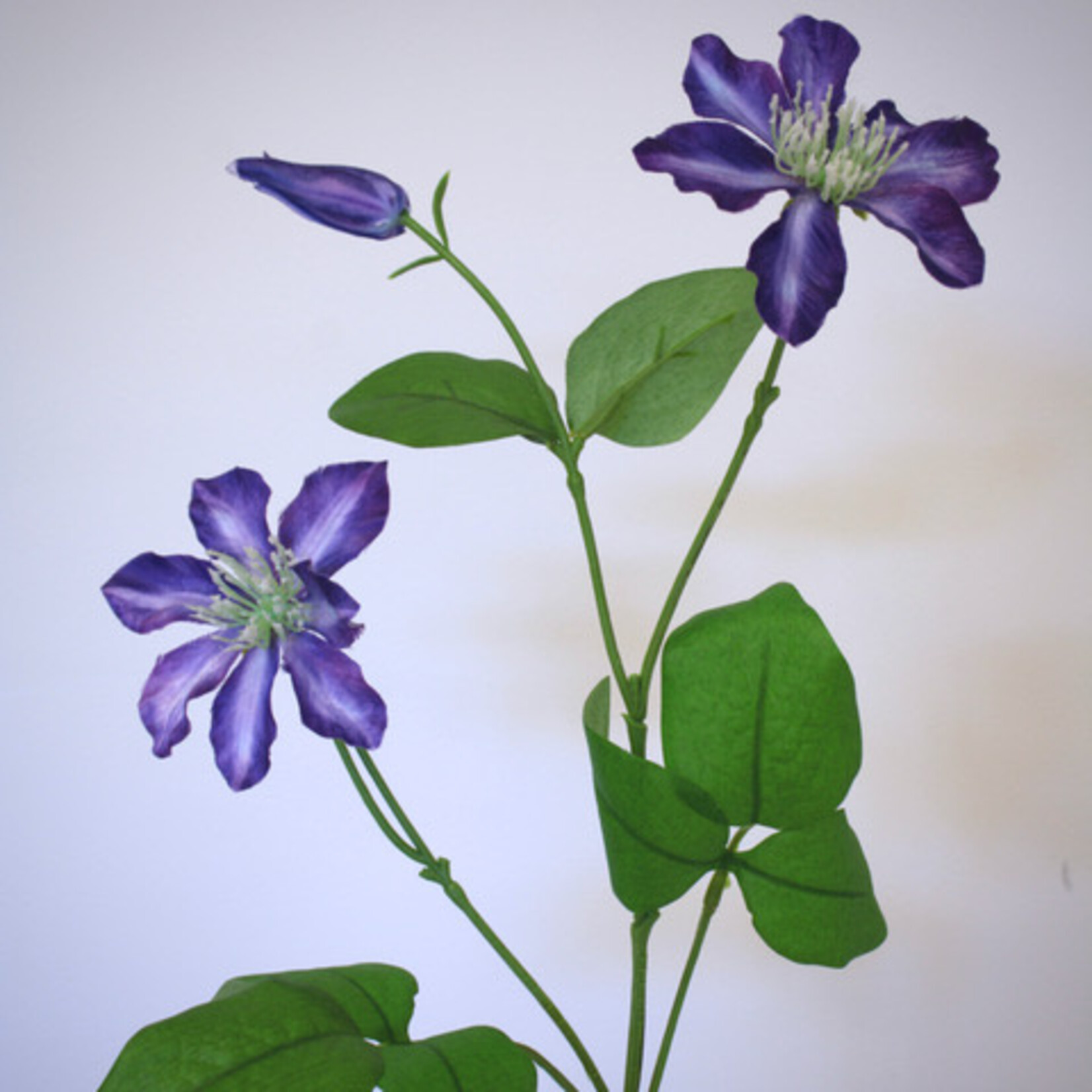 CLEMATIS VITICELLA | PURPLE | 73 CM