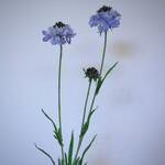 SCABIOSA | LILAC | 65 CM