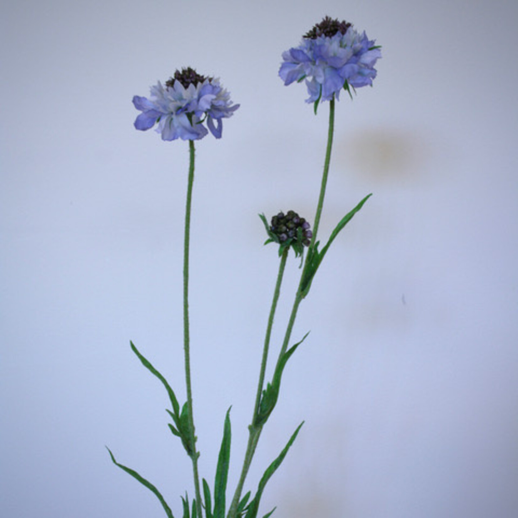 SCABIOSA | LILA | 65 CM