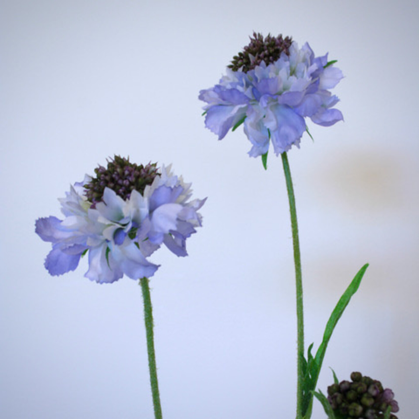 SCABIOSA | LILA | 65 CM