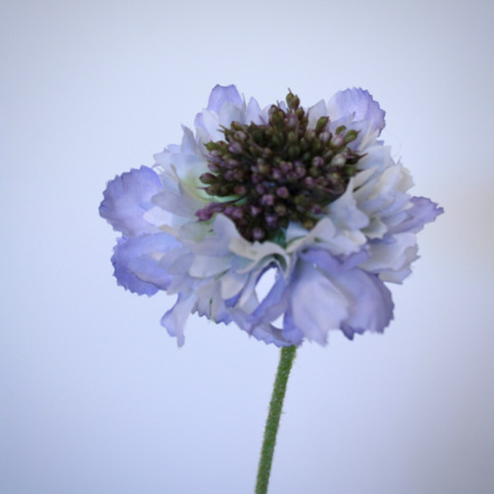 SCABIOSA | LILA | 65 CM