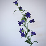 CAMPANULA | PURPLE | 86 CM