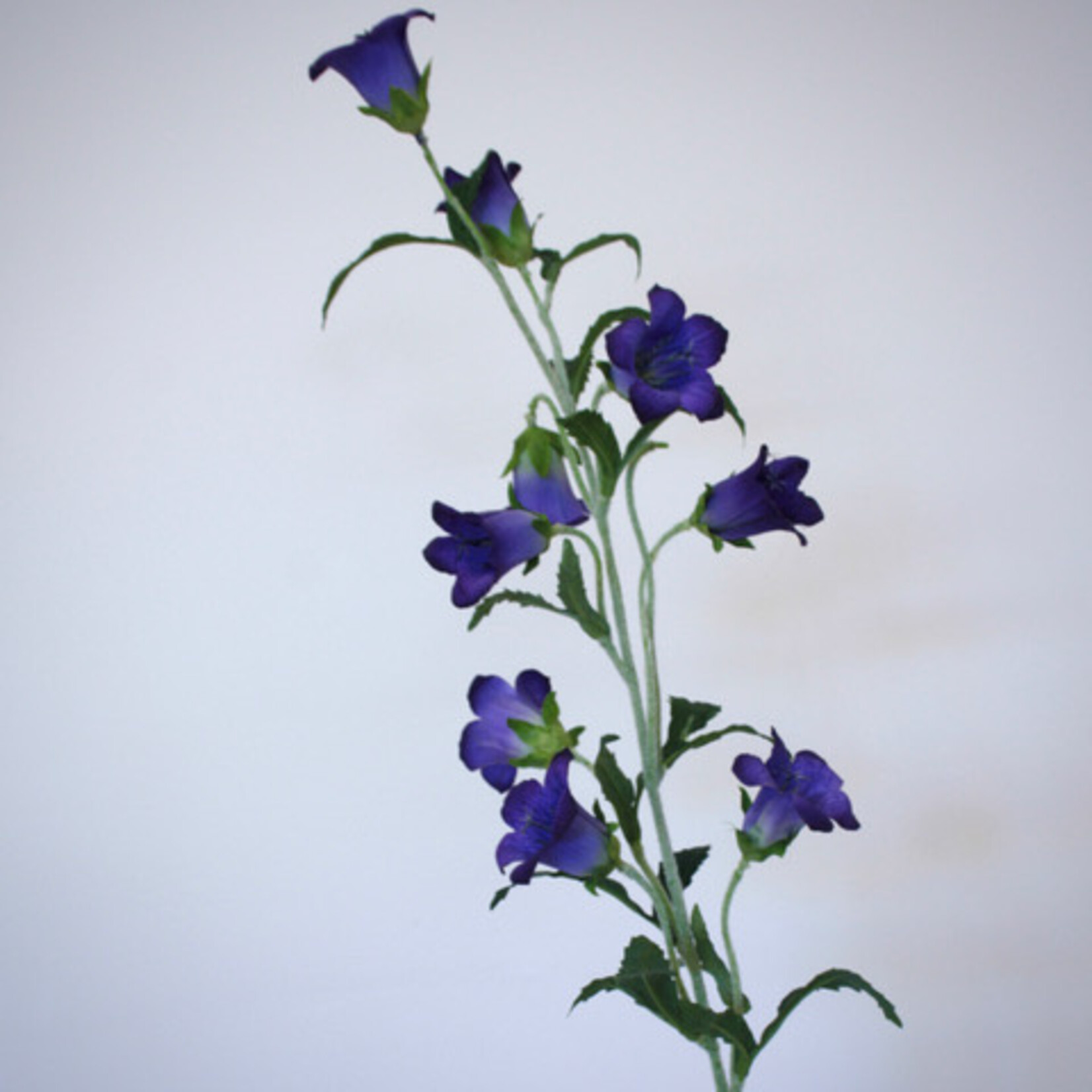 CAMPANULA | PAARS | 86 CM