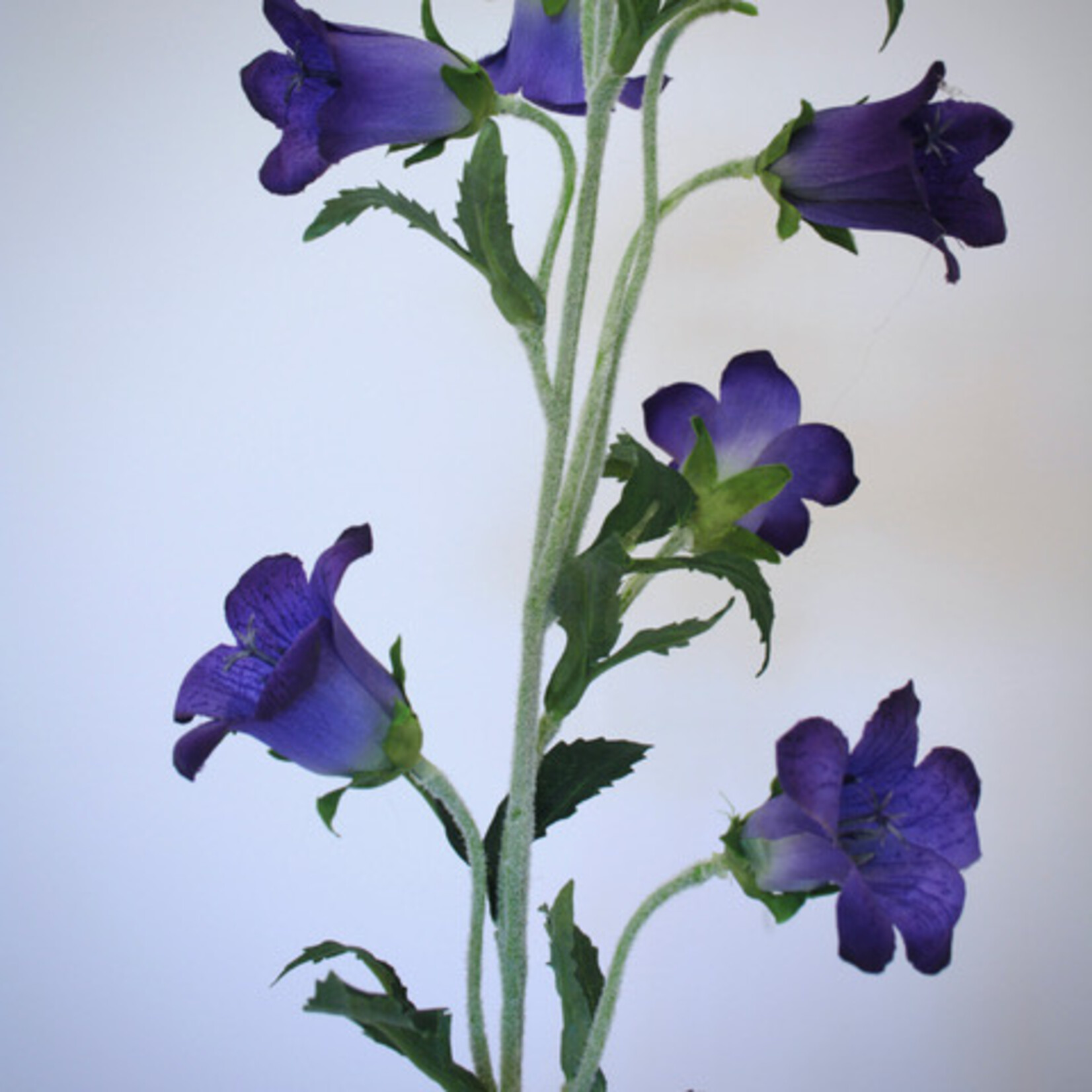 CAMPANULA | PURPLE | 86 CM
