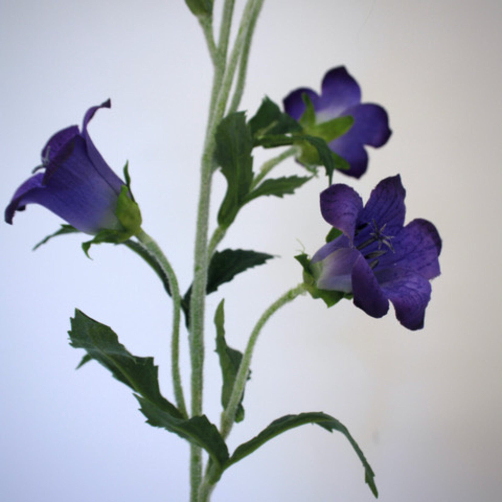 CAMPANULA | PURPLE | 86 CM