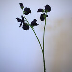 LATHYRUS | PURPLE | 48 CM