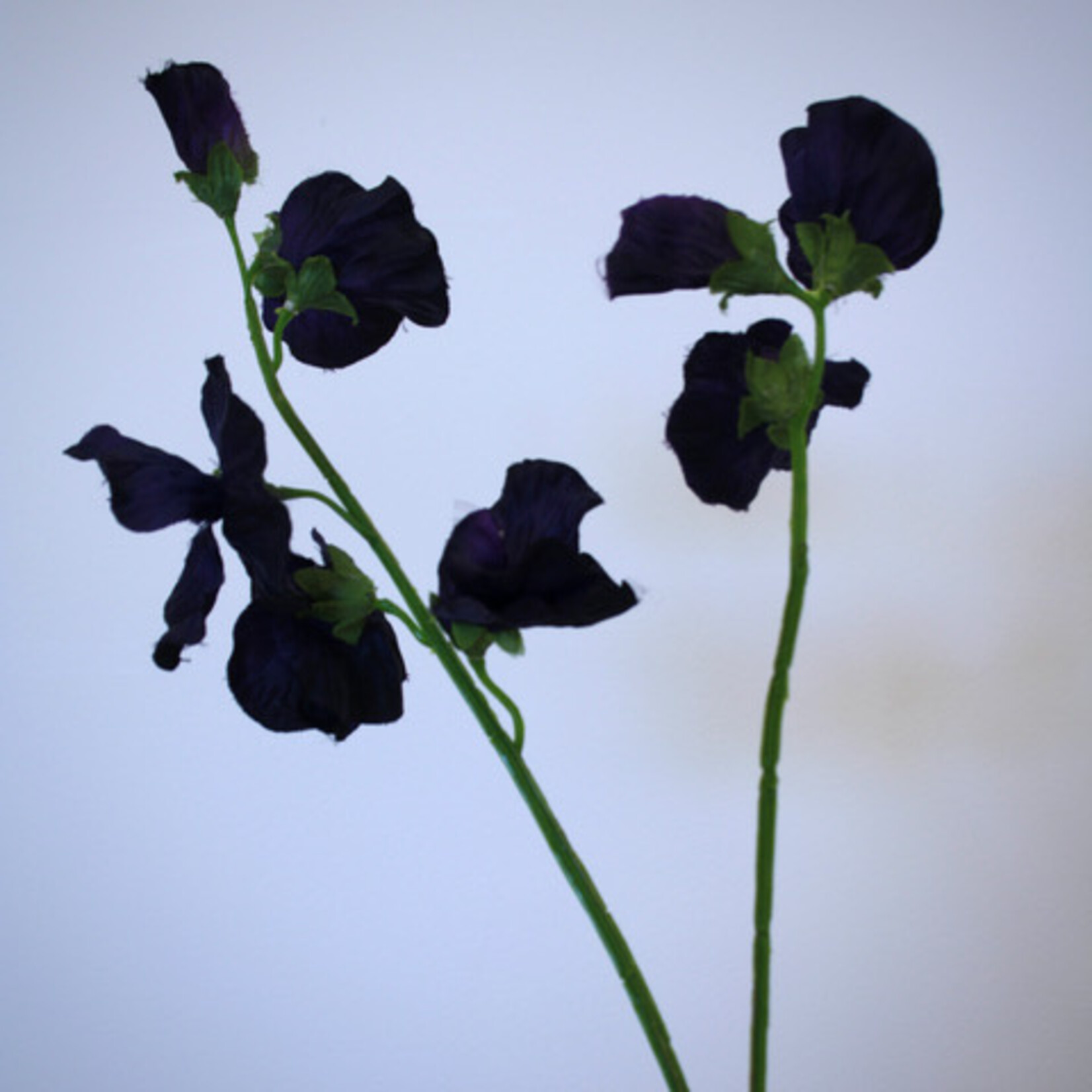 LATHYRUS | PAARS| 48 CM