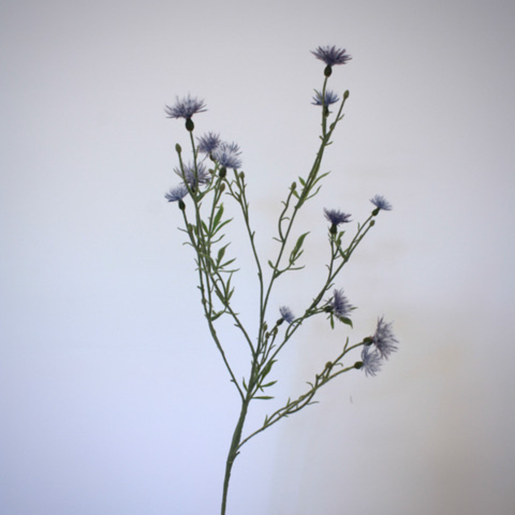 BROWN KNAPWEED | PURPLE| 80 CM