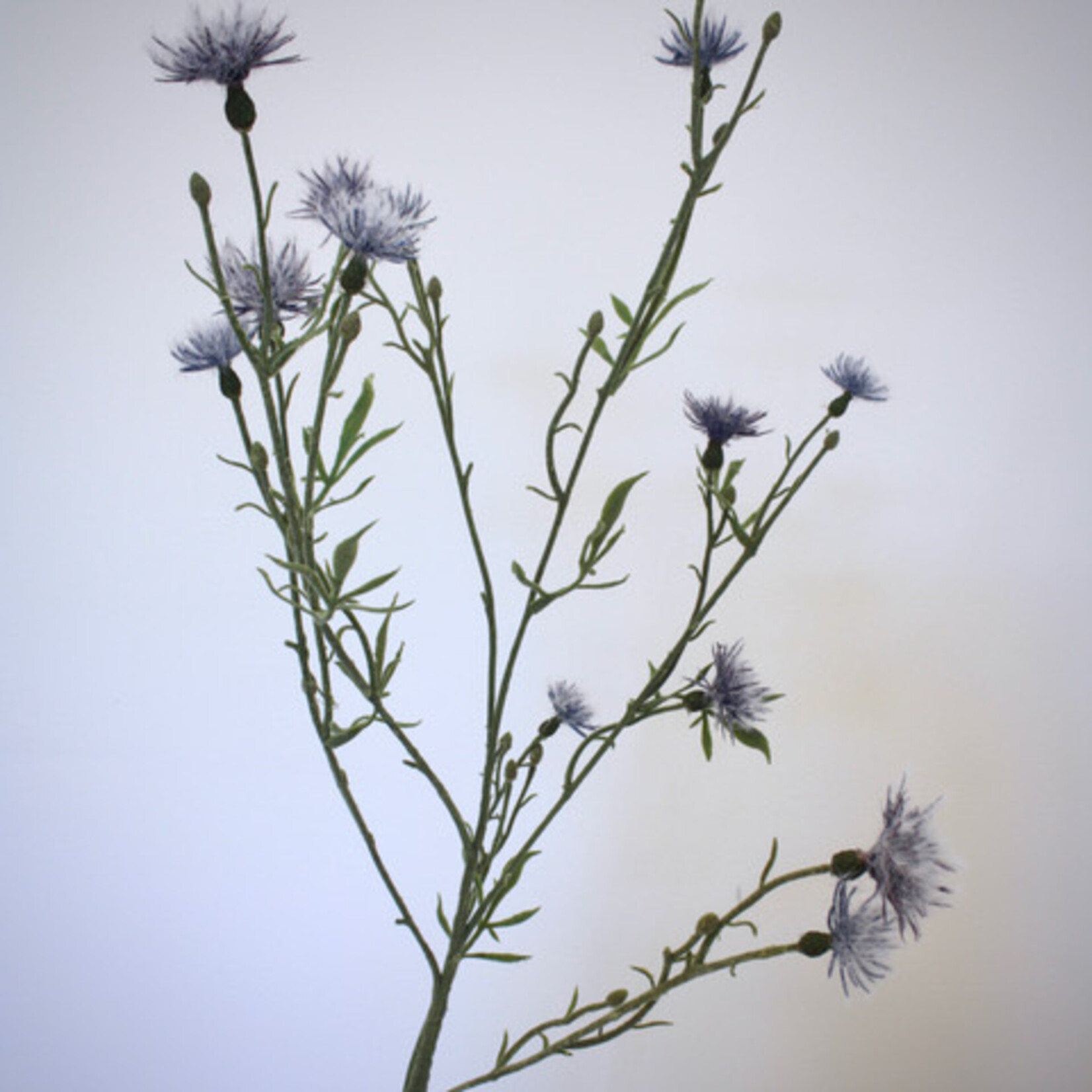 BROWN KNAPWEED | PURPLE| 80 CM
