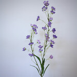 CAMPANULA TELHAM BEAUTY | PAARS | 95 CM