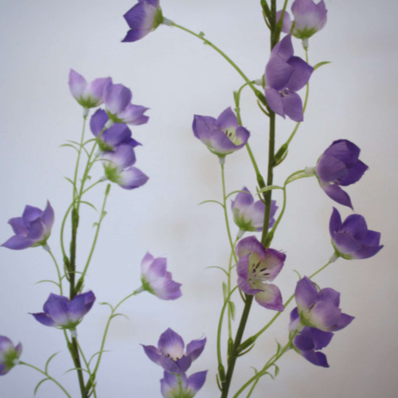 CAMPANULA TELHAM BEAUTY | PURPLE | 95 CM