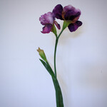 IRIS | PAARS | 70 CM