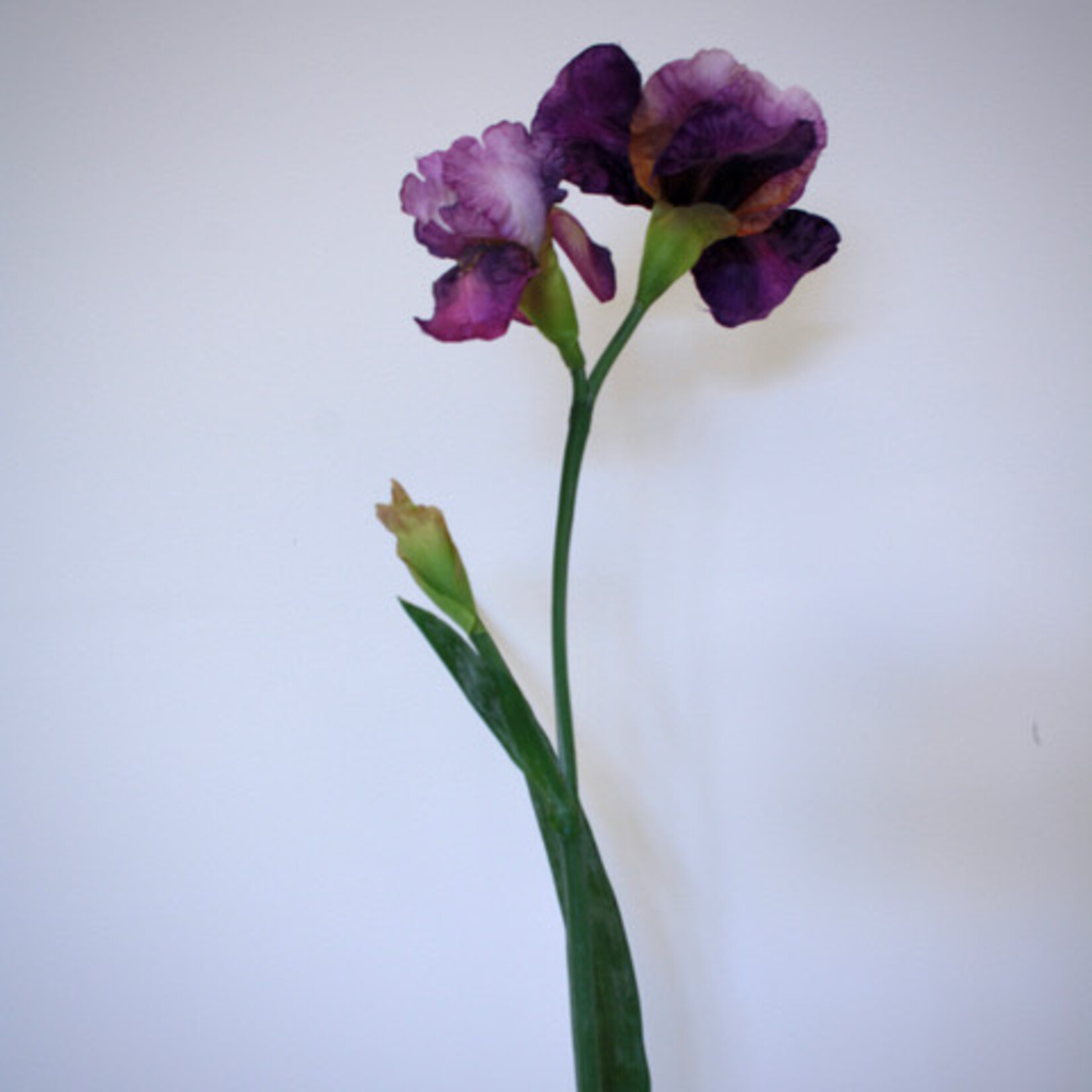 IRIS BRINDLED BEAUTY | PAARS | 70 CM
