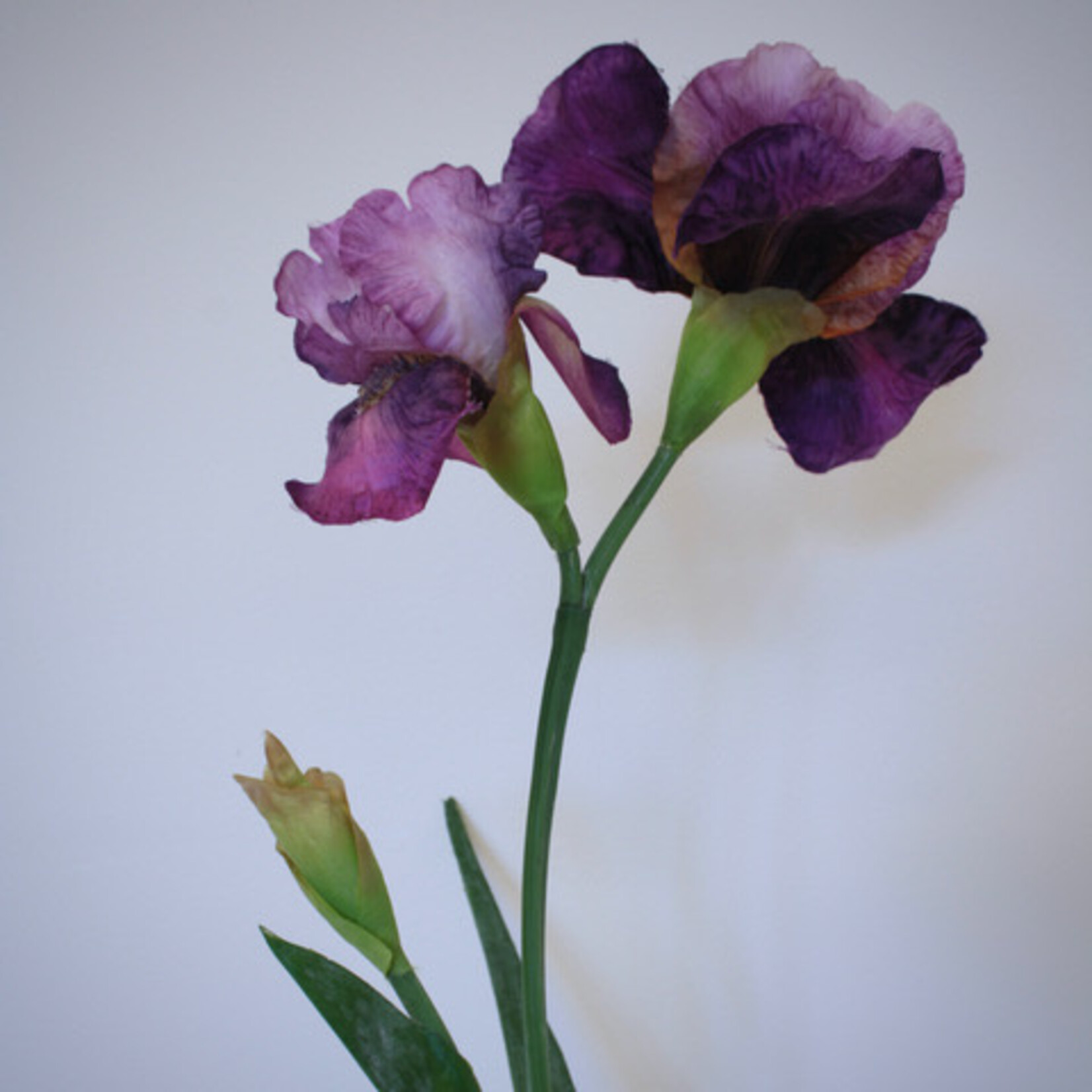 IRIS BRINDLES BEAUTY | PURPLE | 70 CM