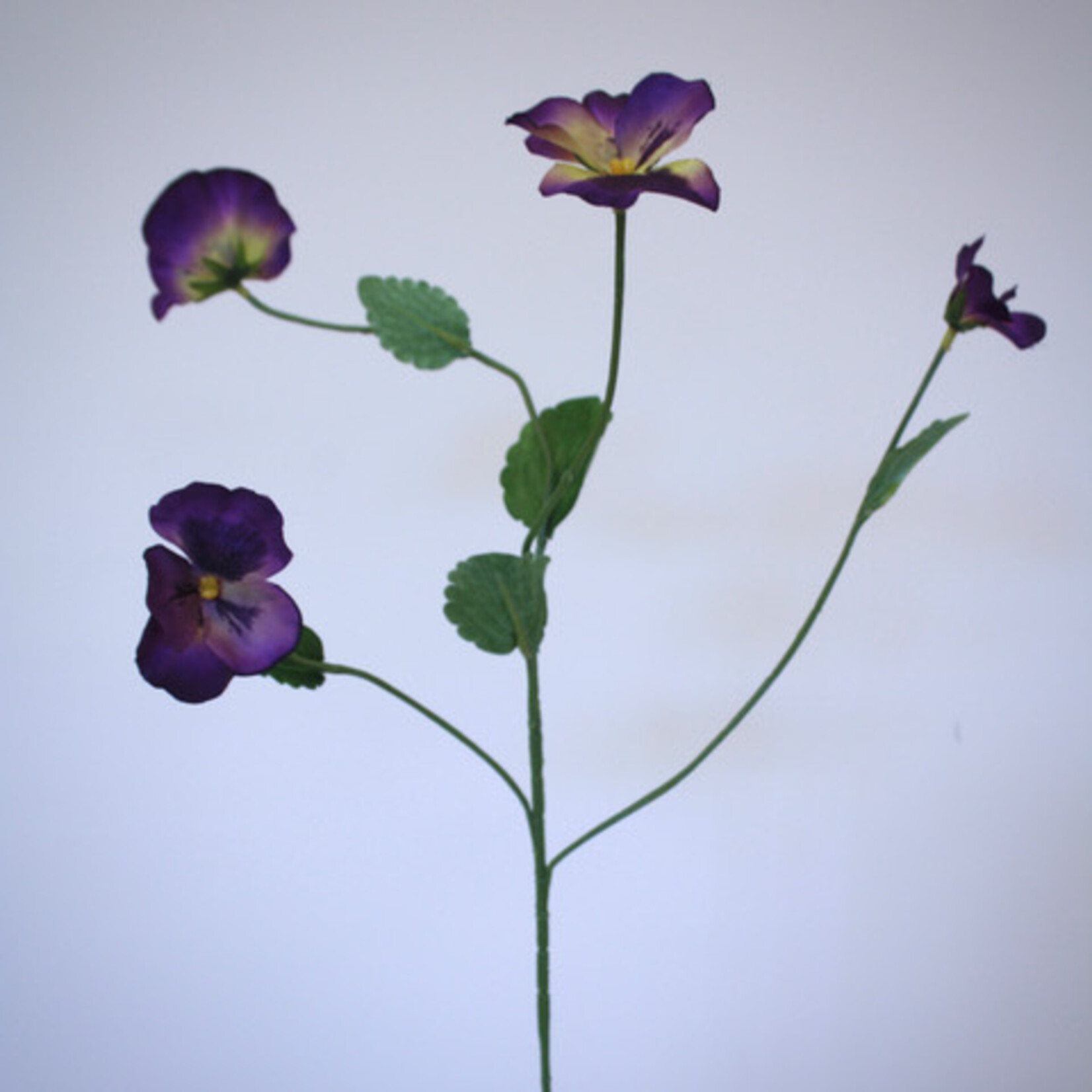 VIOOL WITTROCKIANA | PAARS | 65 CM