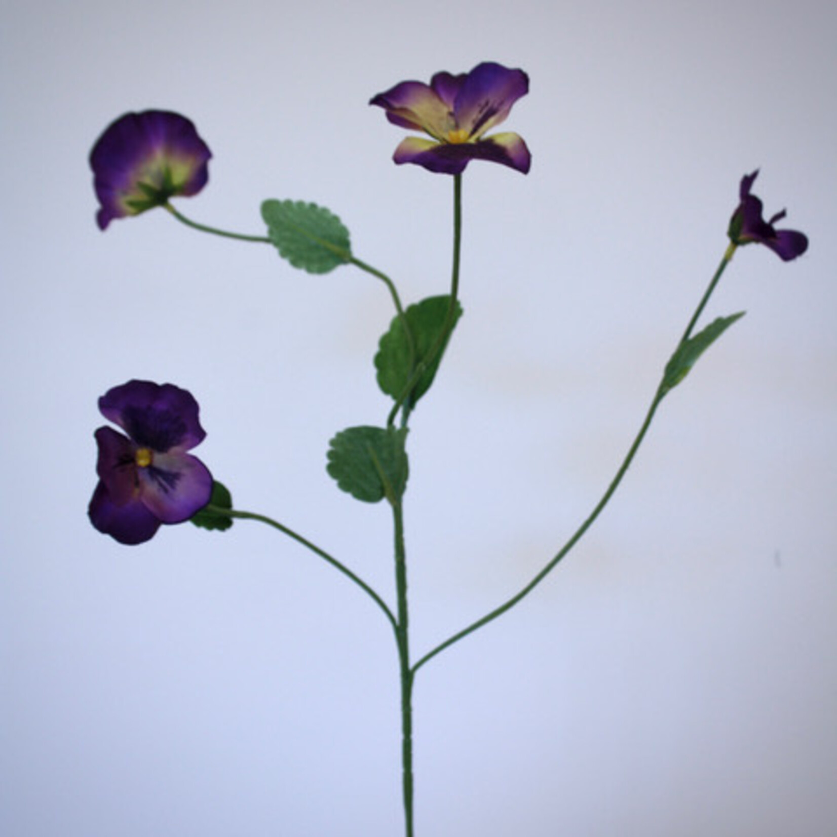 VIOLA WITTROCKIANA | PURPLE | 65 CM