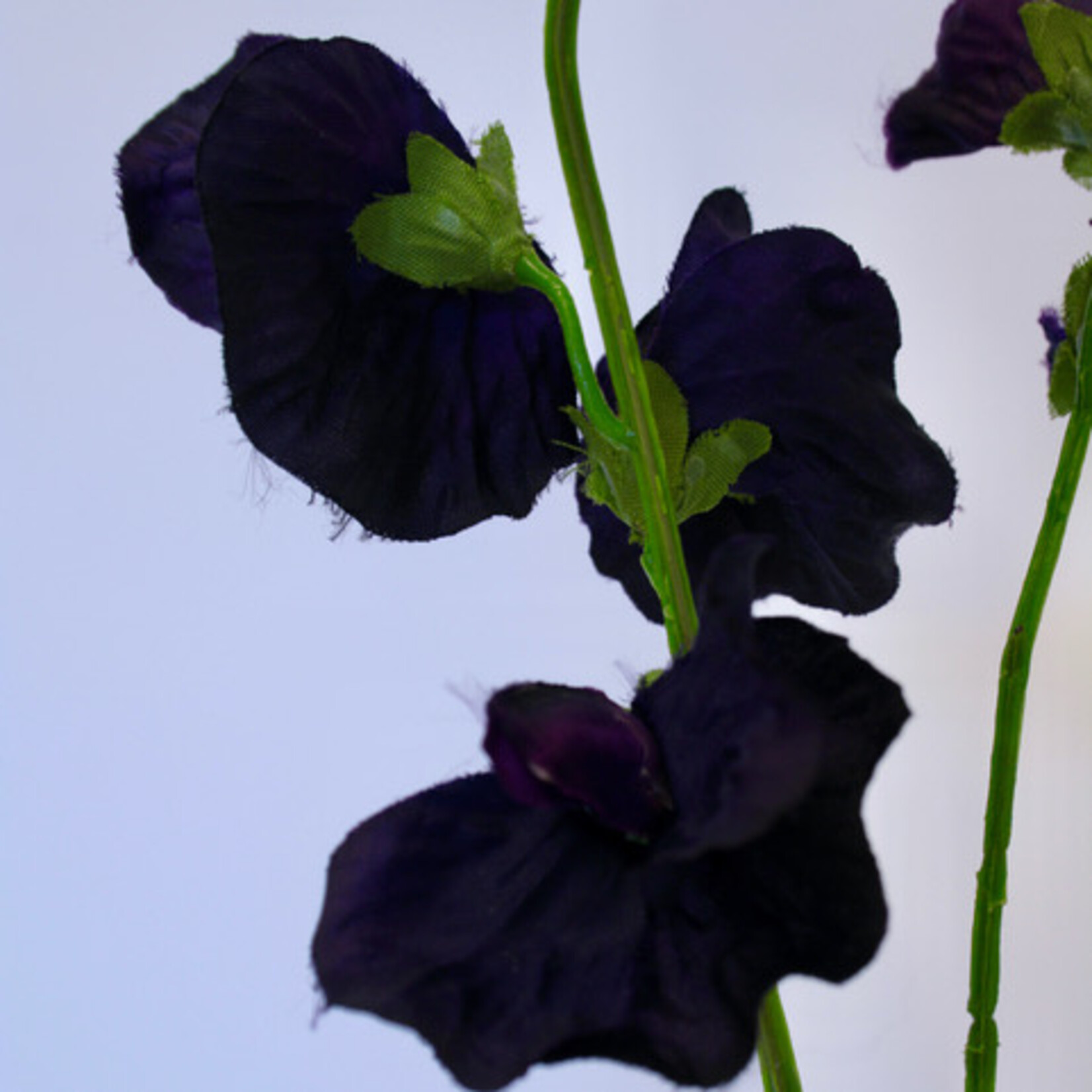 LATHYRUS | PURPLE | 48 CM