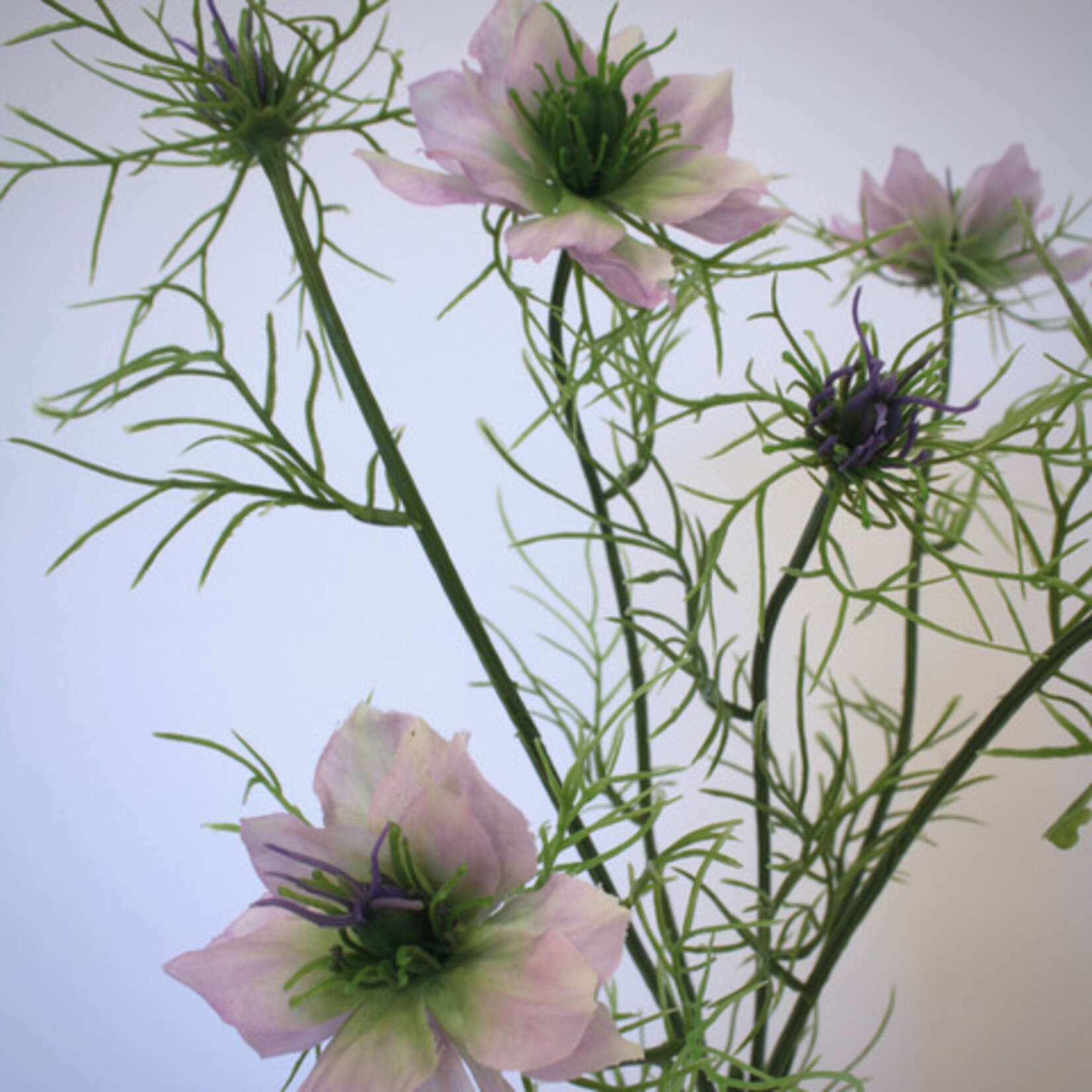 NIGELLA | PINK | 66 CM