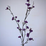 CALLICARPA | PAARS | 81 CM