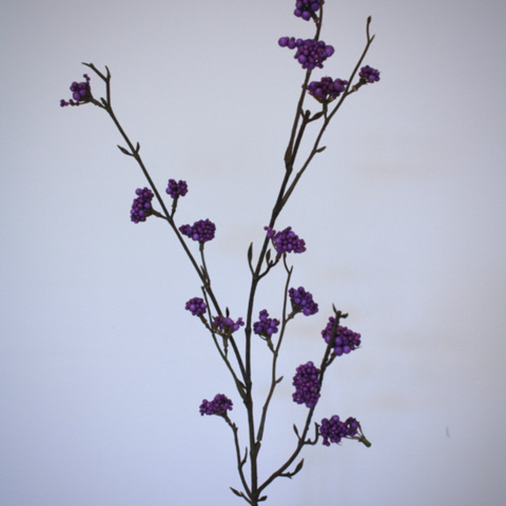 CALLICARPA | PAARS | 81 CM