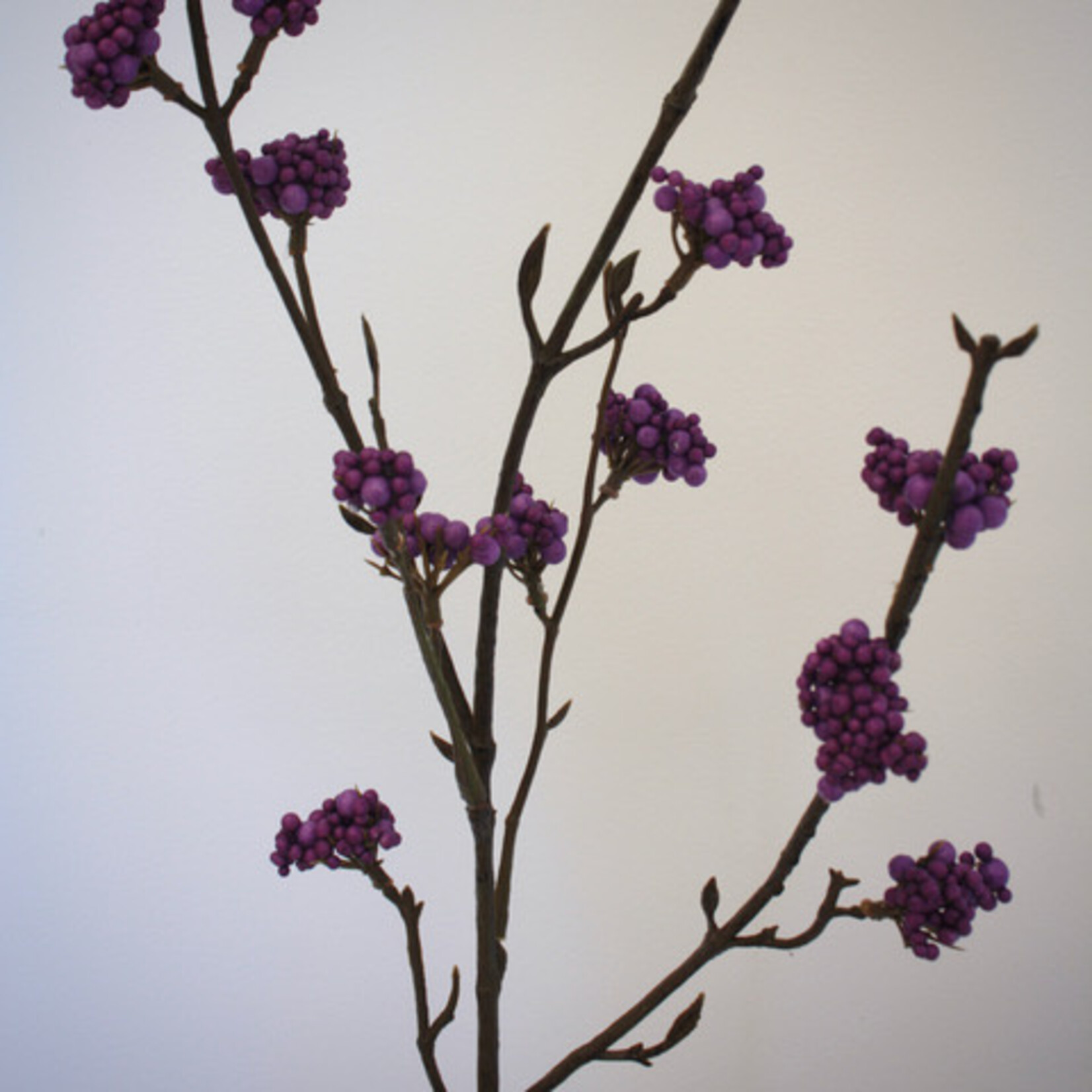CALLICARPA | PAARS | 81 CM
