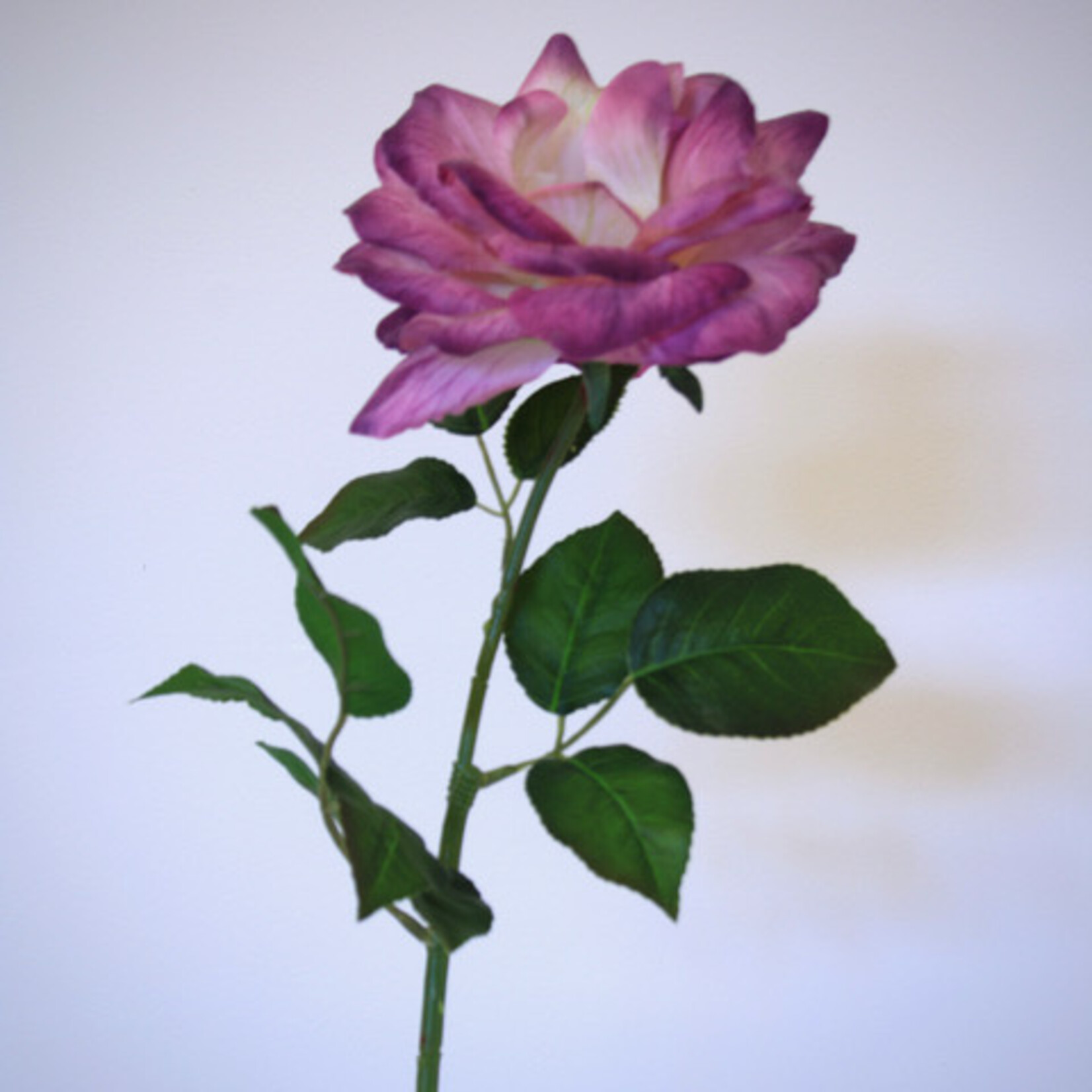 ROSE MINERVA | PURPLE | 70 CM