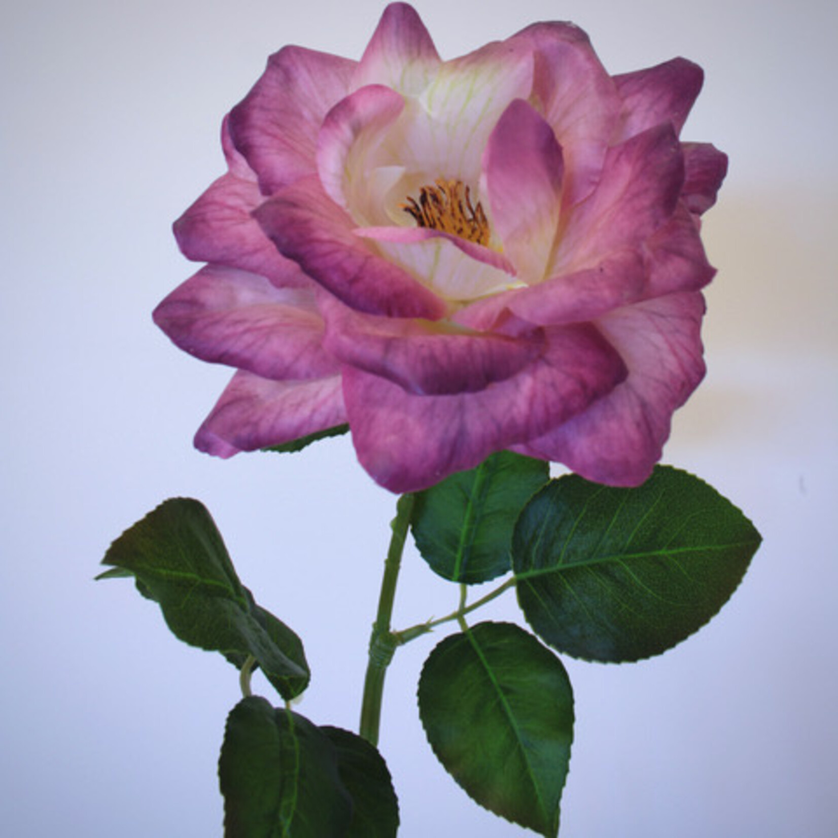 ROSE MINERVA | PURPLE | 70 CM