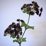 WILDE BLOEM | BORDEAUX | 45 CM