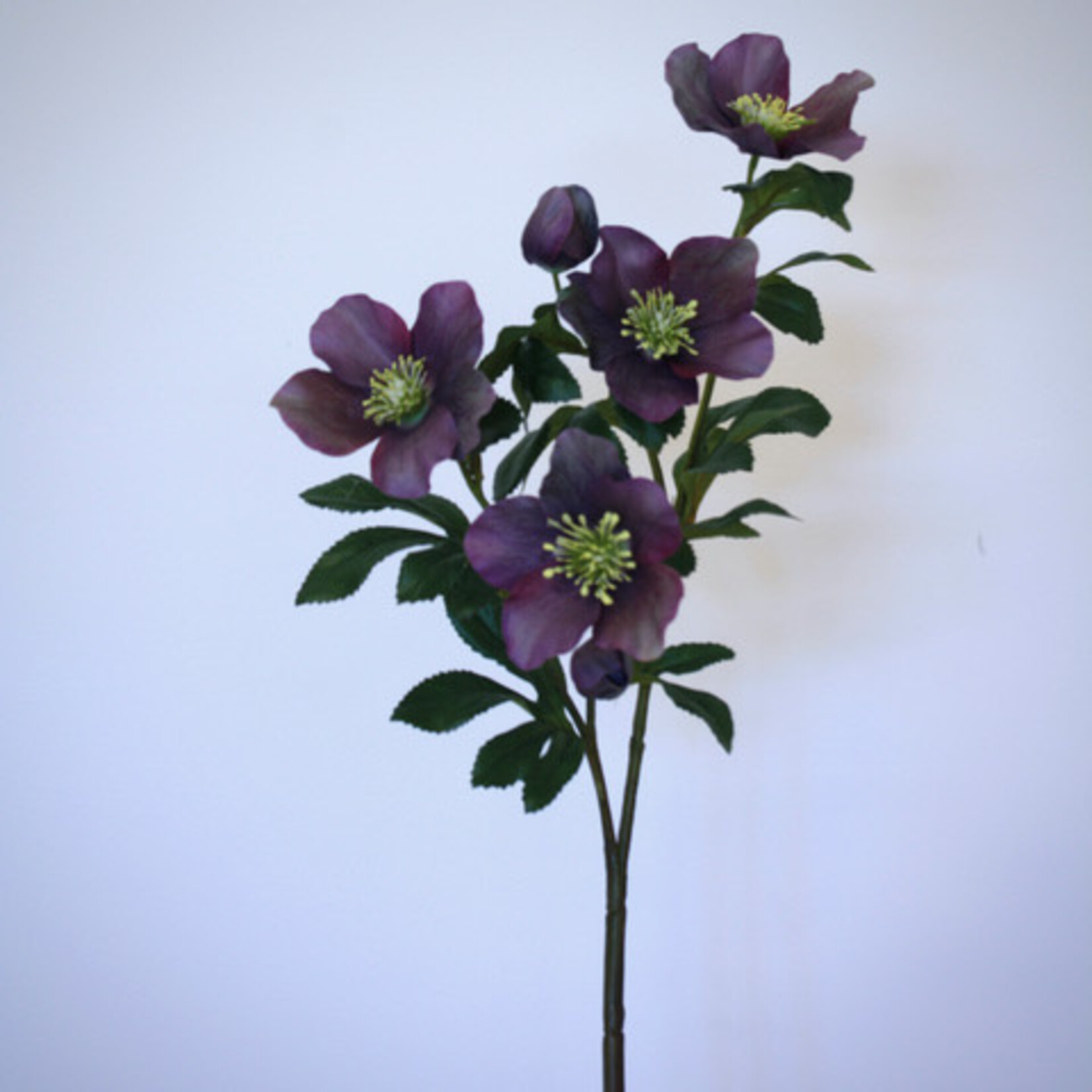 HELLEBORUS | PAARS | 74 CM