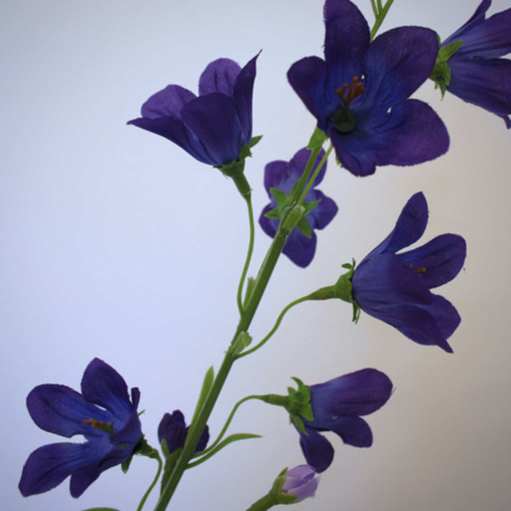 CAMPANULA | BLUE | 66 CM