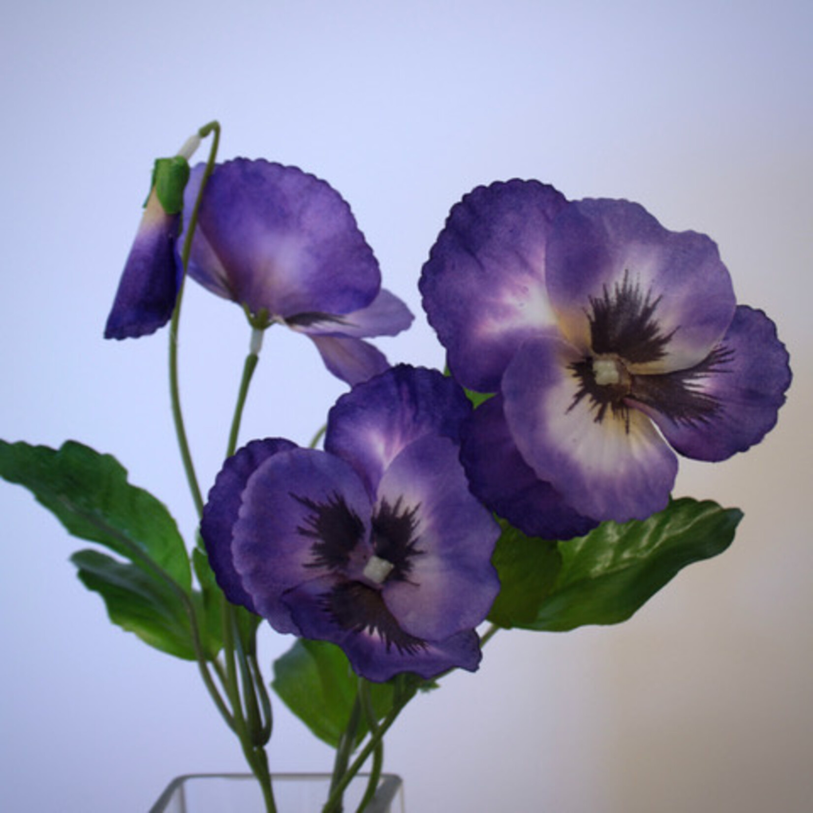 VIOOLTJE WITTROCKIANA | BLAUW | 24 CM
